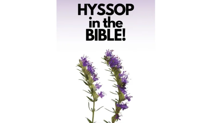 Hyssop in the Bible