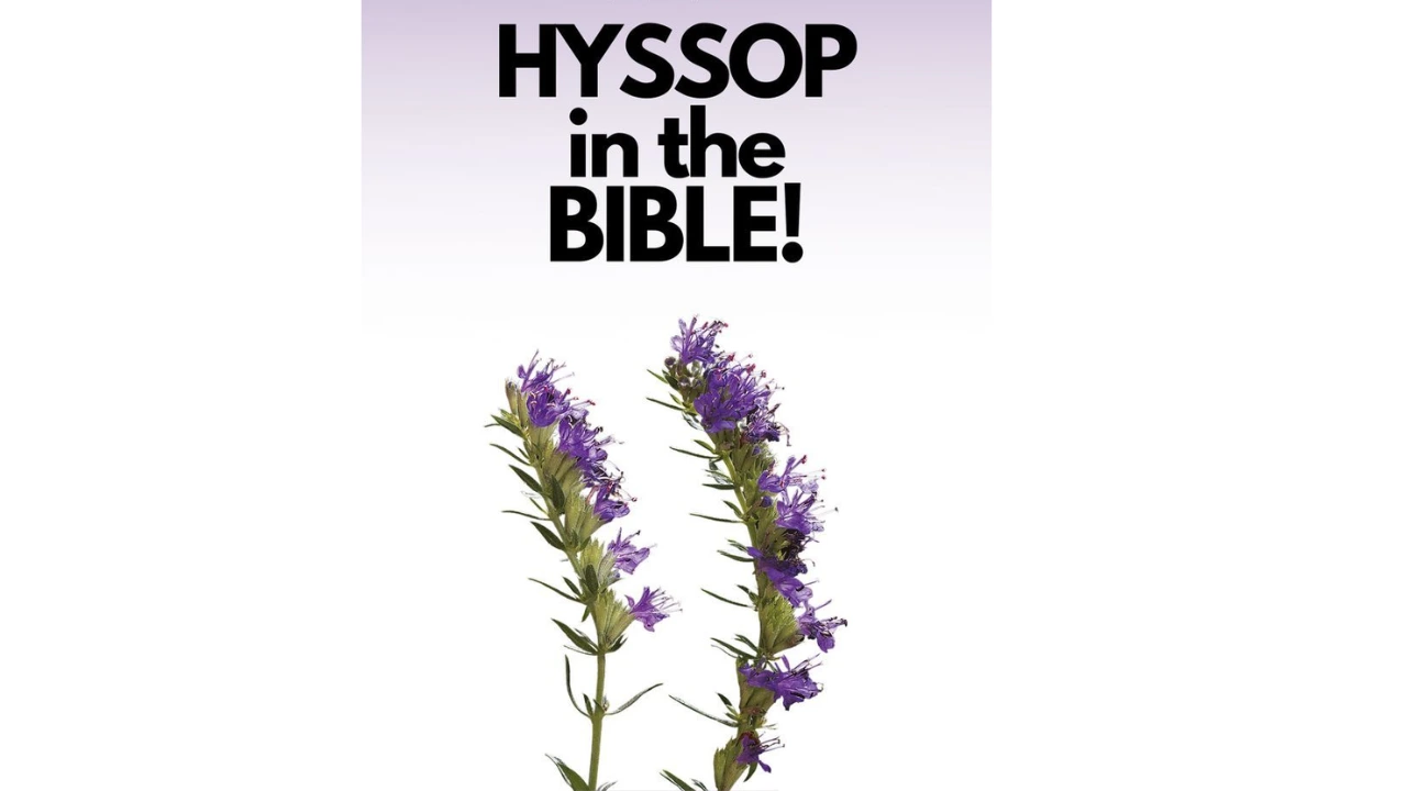 Hyssop in the Bible