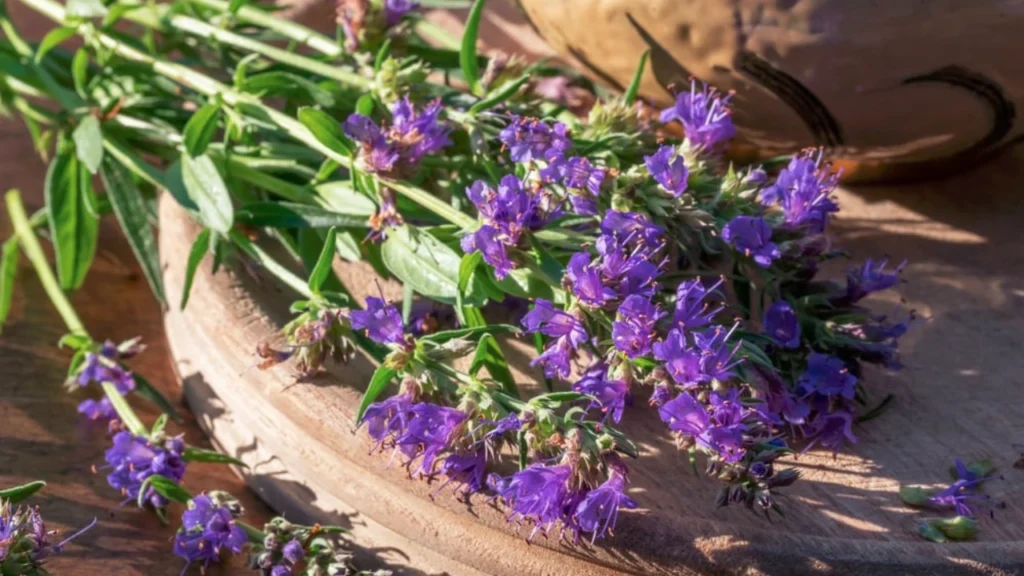 Hyssop in the Cleansing Ceremonies